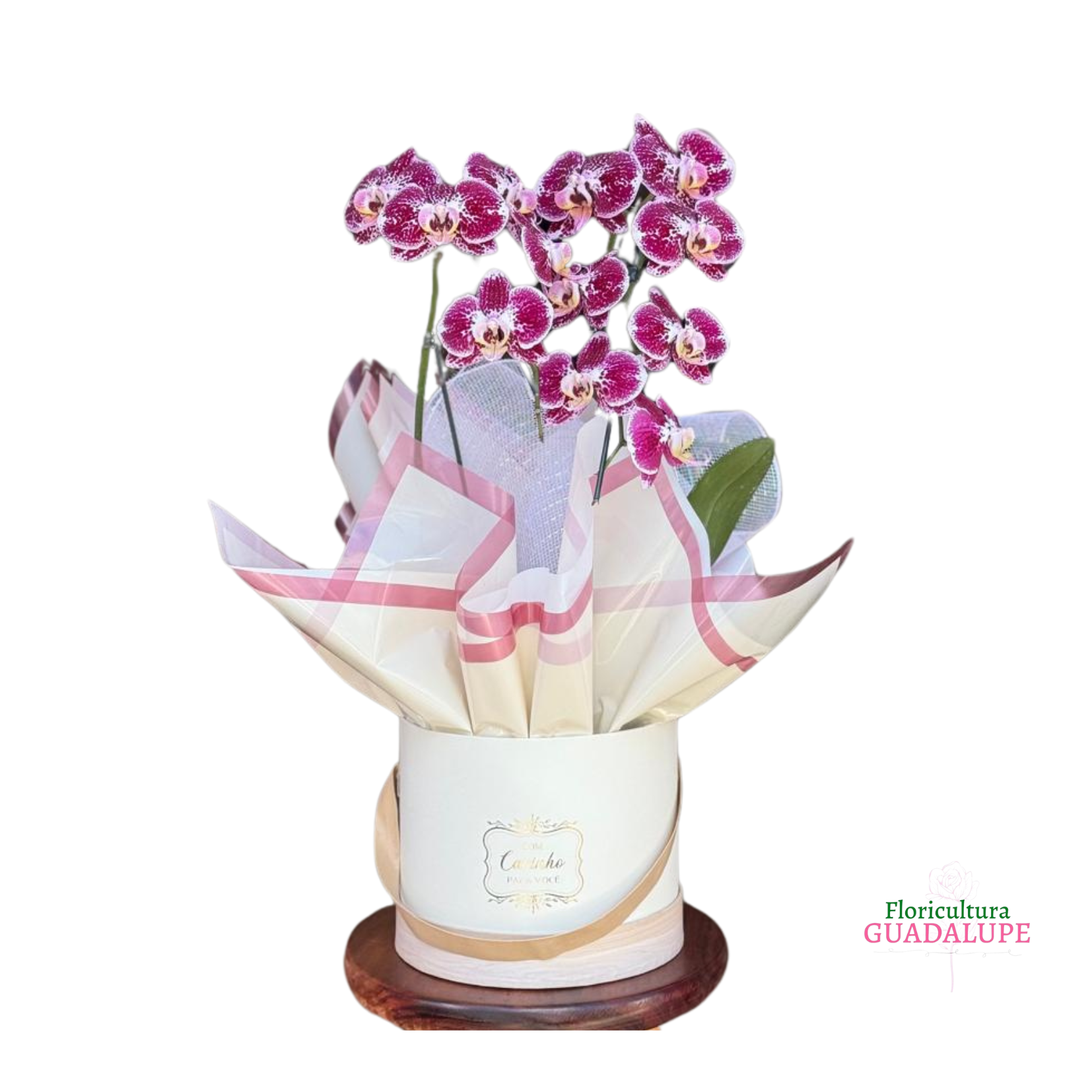 Box Orqudea de Luxo